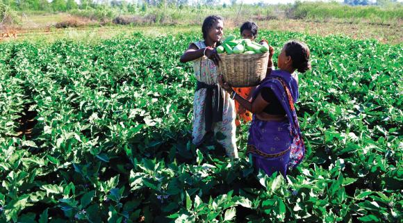 Madhepura's mini-chambal Tengraha Village turned in Land of Greenary