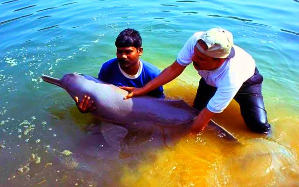 Gangetic Dolphin in Kosi River
