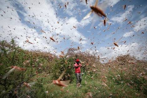 Locust attack in india