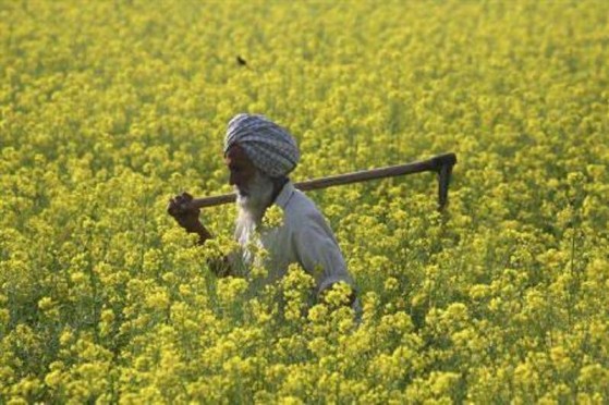Modi-bets-on-GM-crops-for-second-greenrevolution madhepura